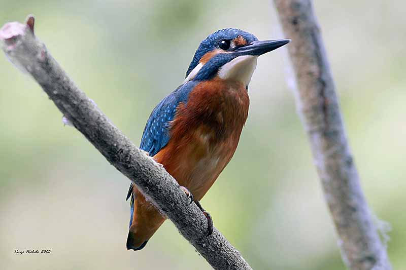 Martin pescatore -  Alcedo atthis